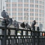 В Орле выявлена массовая гибель голубей