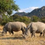 Китай снял действовавший 25 лет запрет на торговлю рогами носорога