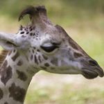 В зоопарке Белгорода умер жираф, переехавший из Калининграда