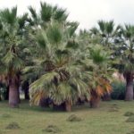 В Сочи из-за вредителя массово вырубают пальмы