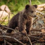 Спасенный на Камчатке медвежонок переедет в Калугу