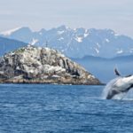 В Атлантическом океане ученые обнаружили детенышей вымирающего вида китов