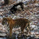 В вопросах передачи тигра Амура обнаружены нарушения