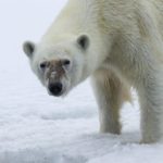 Ученые чипировали белых медведей на архипелаге Новая Земля