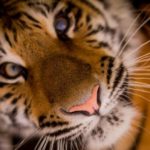 Власти Приморья хотят бесплатно передать тигра Амура сафари-парку