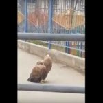 В Астрахани из-за выбежавшего на дорогу орлана образовалась пробка