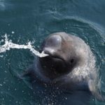 Ученые рассказали о состоянии животных в «китовой тюрьме»