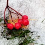 Синоптики ожидают возвращения зимы в Москву на этой неделе