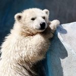 На Чукотке белого медвежонка-сироту вернули в дикую природу