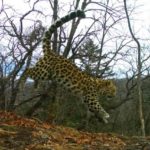 В России увеличилась популяция дальневосточных леопардов