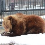Медведи в Московском зоопарке вышли из зимней спячки