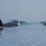 Суд не разрешил выпустить на волю косаток из «китовой тюрьмы» в Приморье