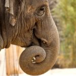 Ряд африканских стран требуют разрешить торговлю слоновой костью