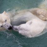 В России впервые пересчитают всех белых медведей