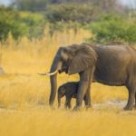Власти Ботсваны продали первые лицензии на отстрел слонов