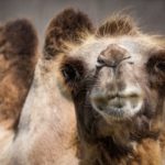 В Московском зоопарке появились на свет детеныши двугорбых верблюдов