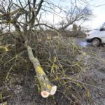 Штормовой ветер в Москве за сутки повалил более 130 деревьев