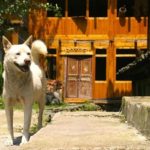 В Китае хотят исключить собак из списка съедобных животных