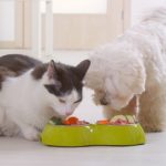 Кошачье ожирение. Как правильно кормить домашних питомцев