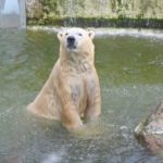 В зоопарке Германии готовятся начать кормить одних животных другими