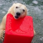 В ижевском зоопарке погибла белая медведица