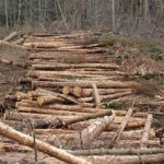 «Съесть» русский лес. Почему заповедники превращаются в свалки древесины?