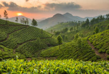 Photo of Туры в Шри-Ланку: чайные плантации и храмы
