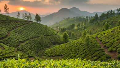 Photo of Туры в Шри-Ланку: чайные плантации и храмы